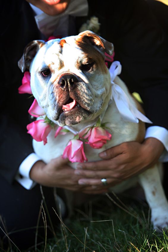 #dog #wedding