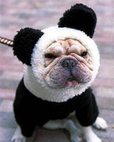 doggy panda.