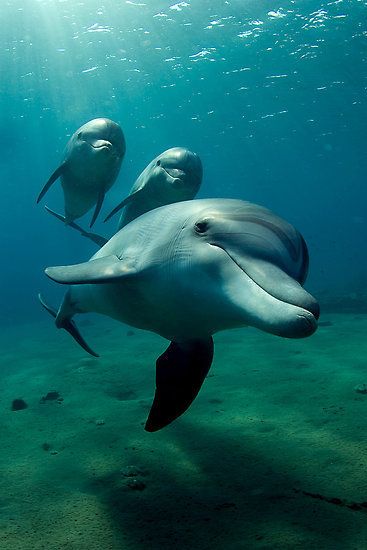 dolphins :)