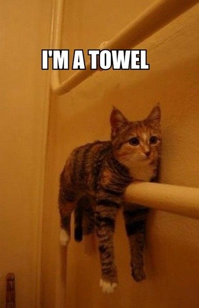 hahahha cat towel