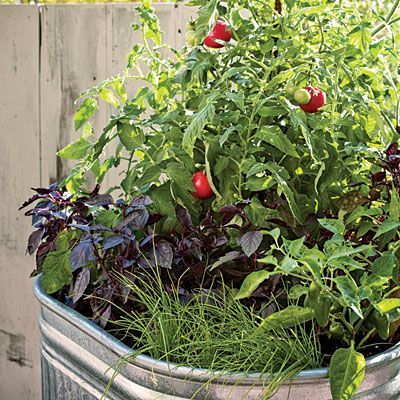 Herb Garden in Sunken Pots