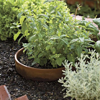... invasive herbs, like mints, contained in pots in your kitchen garden -   Herb Garden in Sunken Pots
