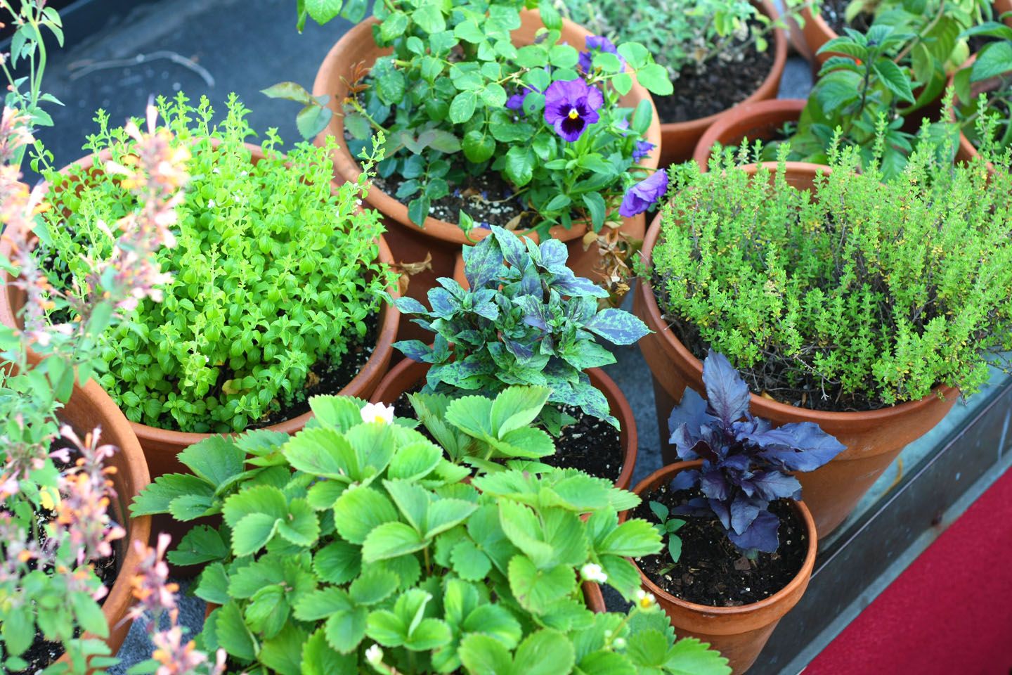 66 Square Feet (Plus): June 2012 -   Herb Garden in Sunken Pots