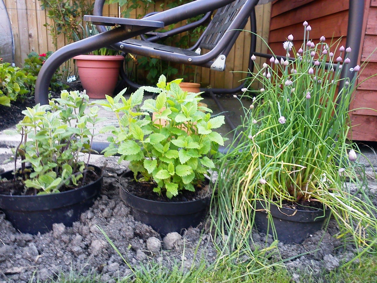 HERBS IN SUNKEN POTS -   Herb Garden in Sunken Pots