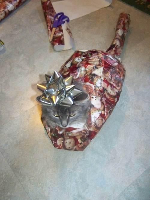 how to gift wrap a cat