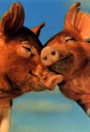 kissing pigs