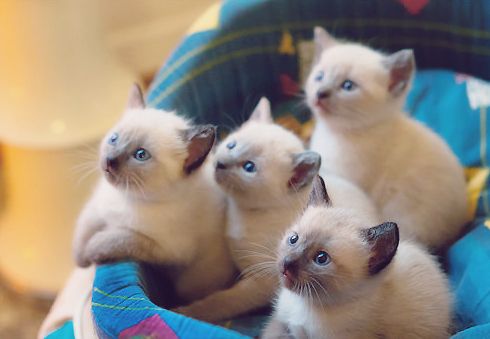 #kittens