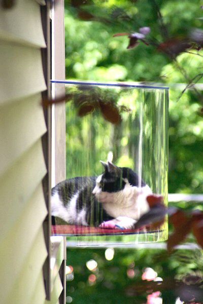 kitty window pod… That's so cool!