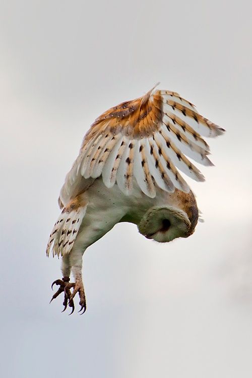 owl in action…beautiful.