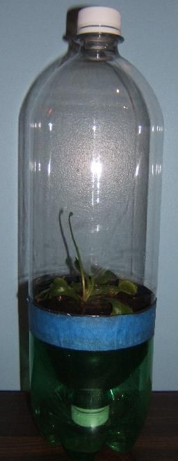 Self-watering planter made from recycled bottles…clever clever.