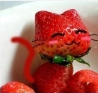strawberry kitty cat