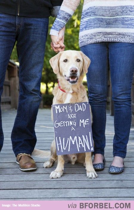 New Way Of Announcing A Pregnancy When You Have A Dog… -   Announcing Pregnancy Ideas