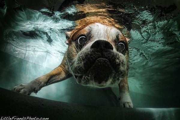underwater english bulldog