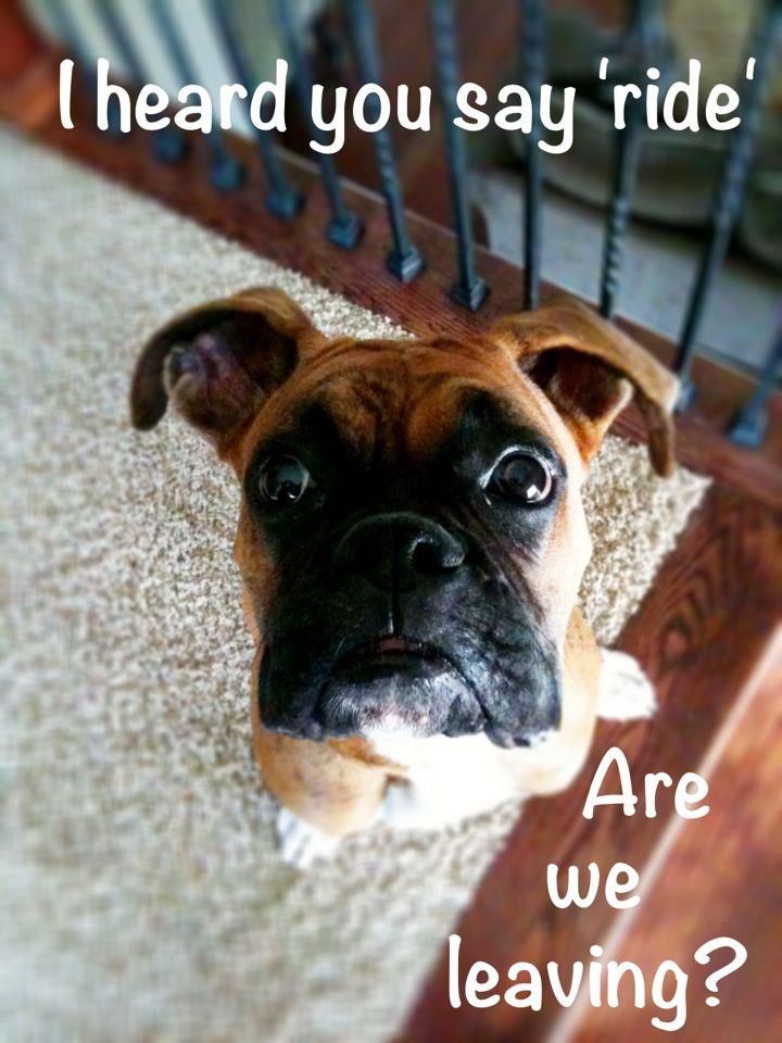 who could say no to that face