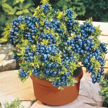 blueberries thrive in container gardens