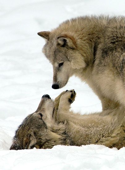 wolf cuteness!