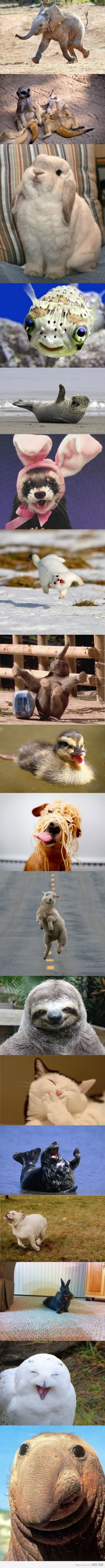 world's happiest animals!