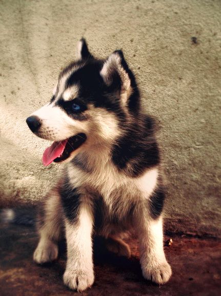 Alaksan Huskey! My future pup!