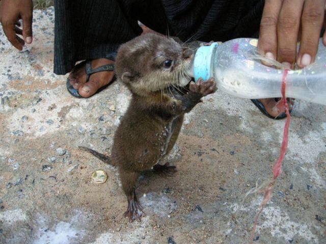Baby otter being bottle fed! It's holding it with it's little hands! The
