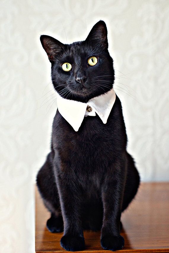 Black Cat ~ cat collar – @Laura Phillips, we must do this with Bad Hat with the