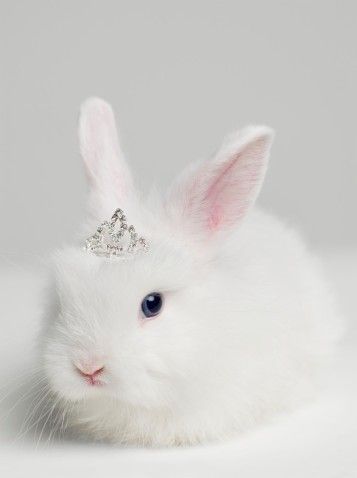 Bunny Princess