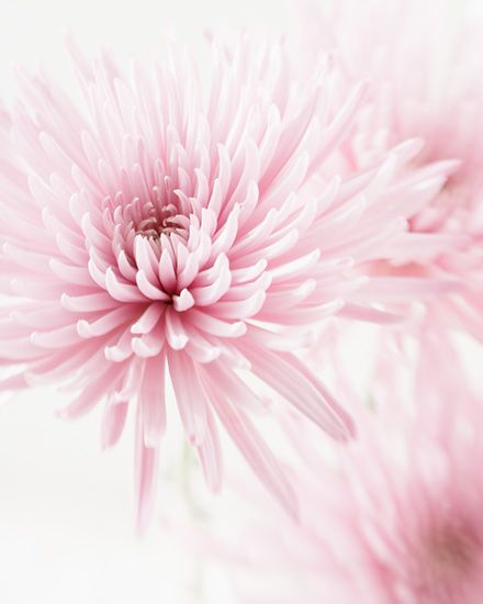 Chrysanthemums – light pink