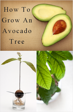 DIY how to grow an avocado tree (indoors house plant)