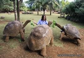 Galapogos Tortoises