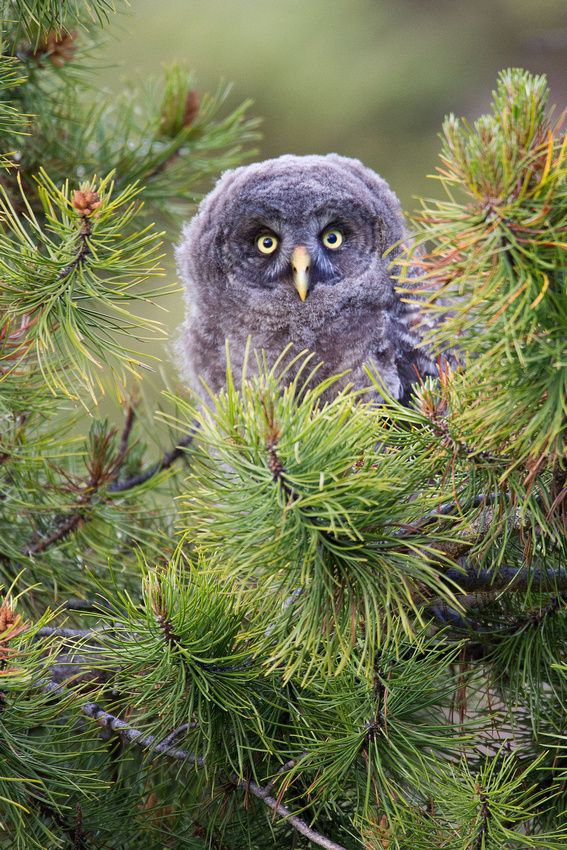 Great Grey Owl fledgling