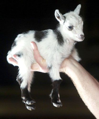 I want tiny goats.