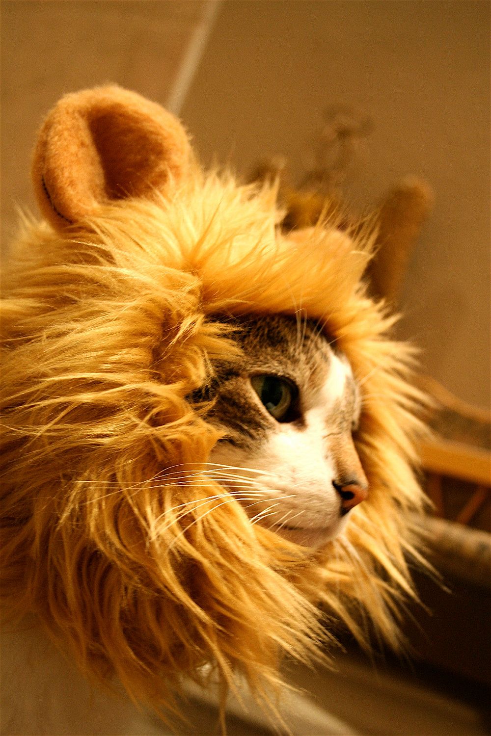 Lion Hat for Your Cat