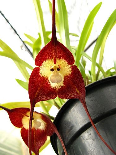Monkey Orchid Flower6