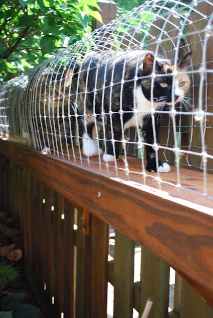 Outdoor walks for cats lets them enjoy being outside without being IN danger of