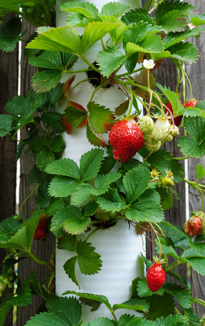 PVC Pipes perfect for growing strawberries — Keep the berries off the ground.