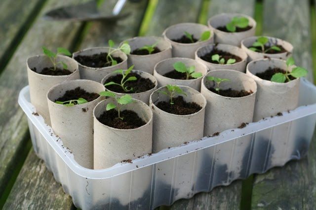 Permaculture Ideas: Recycled Toilet Paper Rolls as Seed Starters