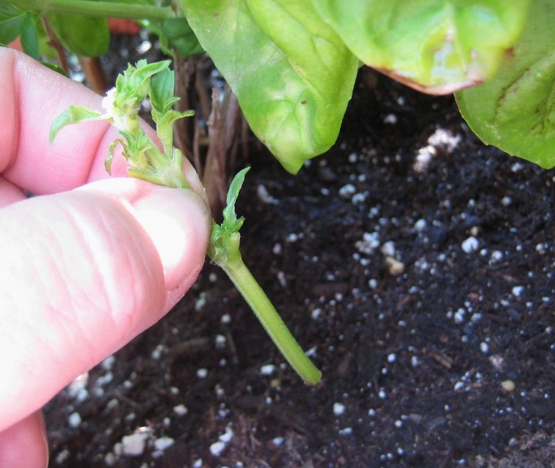 Propagating basil… start new plants with just a clipping, and you'll have