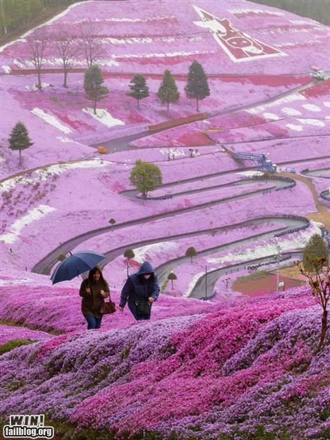 Purple Hokkaido Hillside