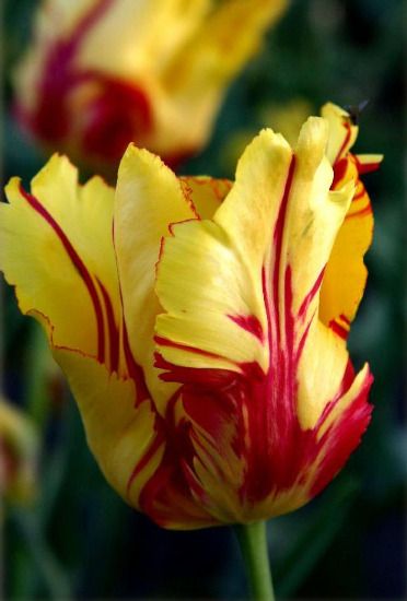 Texas Flame tulips