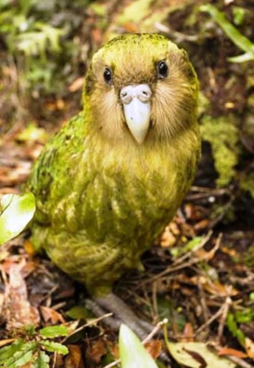 This chubby little bird is called the Kakapo-the world’s only flightless parrot.