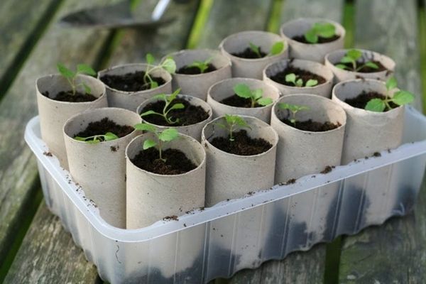 Use toilet paper rolls to start your plants. When ready to plant, stick the whol