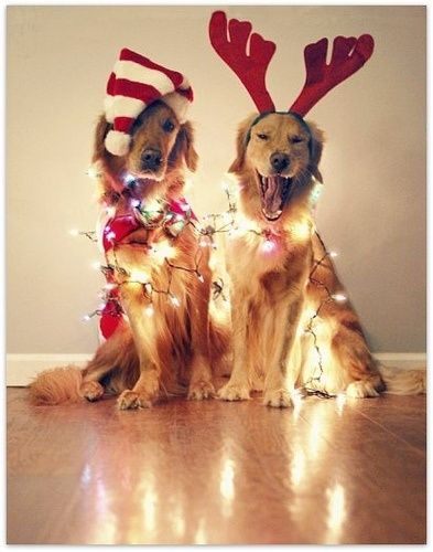 What do you mean, we need more Christmas decor?! We'd like our Milk Bones no