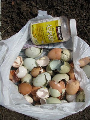 When planting tomatoes, put a couple crushed aspirin along with eggshells under
