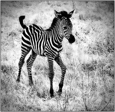 awh, baby zebra!