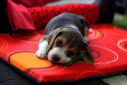 #beagles