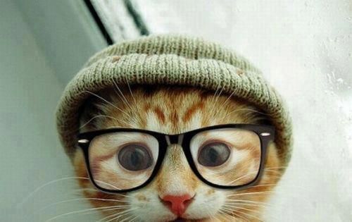 cat in knit cap -nerdy cute
