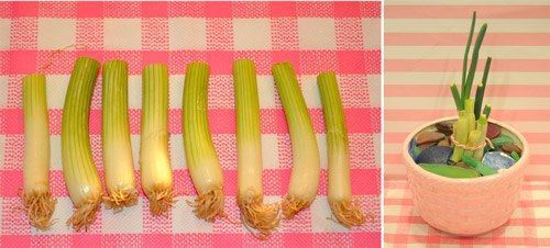 How cheap-replanting green onions, replant root ends …