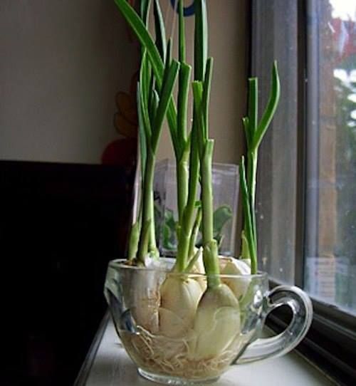 How cheap-replanting green onions, replant root ends …