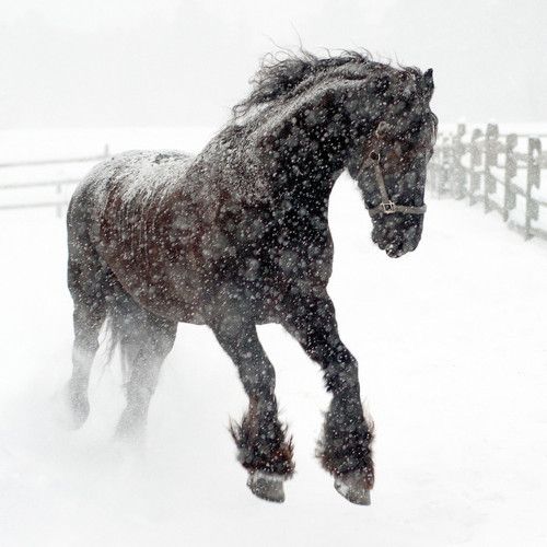 horsing around in the snow
