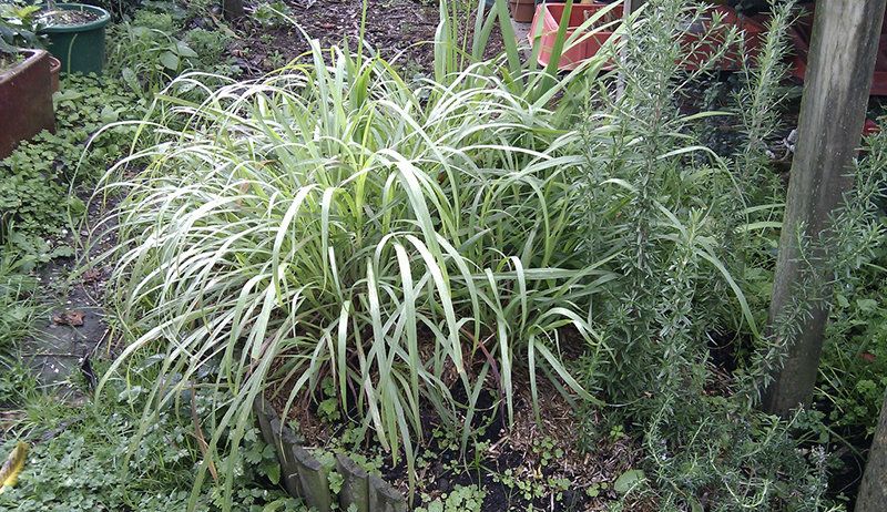 How use lemon grass for the patio and your backyard