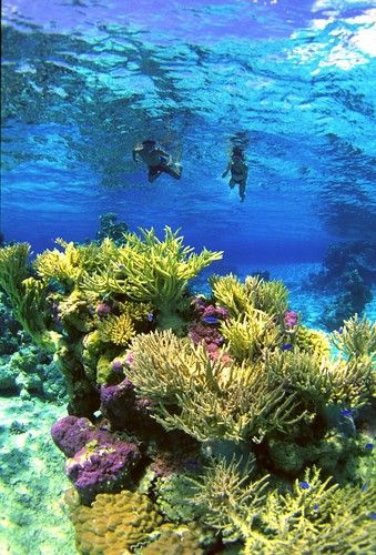 snorkeling or scuba diving as many tropical places as I can!